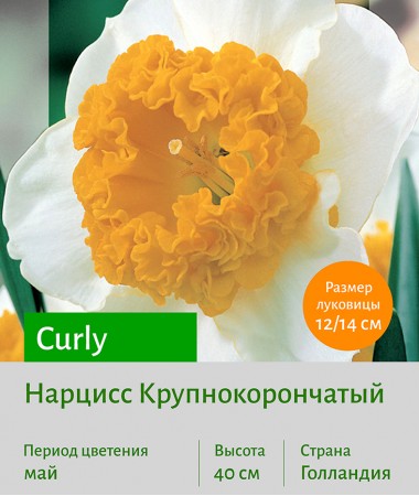 Нарцисс Крупнокорончатый (Large-Cupped) Curly